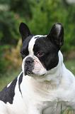 BOULEDOGUE FRANCAIS 1285